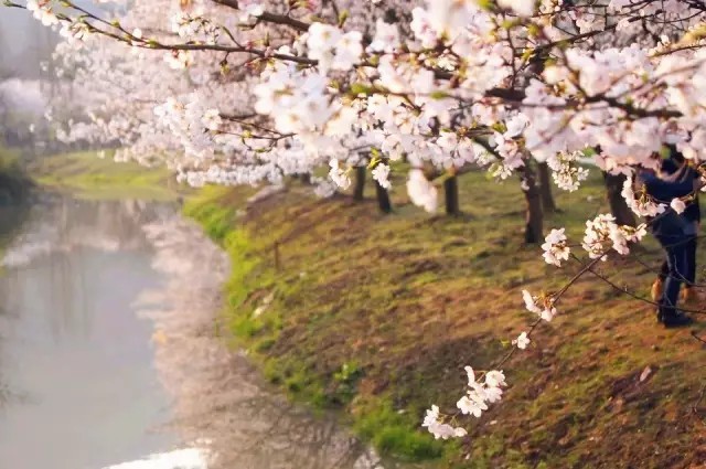浙江竟这有11处醉人花海 3月那么美 你还要宅
