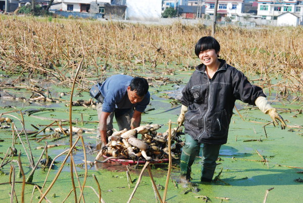 农户家的小娘子_低收入农户倍增计划(3)