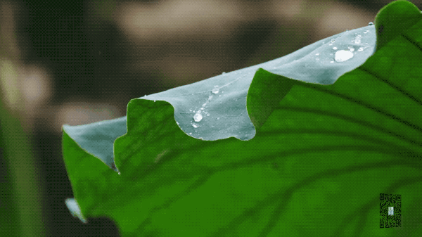 芒种短视频听说第一朵荷花快开了
