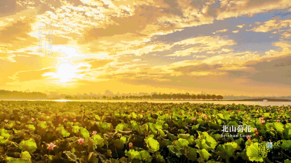 芒种短视频听说第一朵荷花快开了