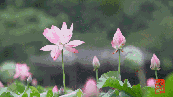 芒种· 短视频 | 听说第一朵荷花快开了