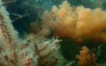 美翻了！浙江南麂海底下拍到“神奇的海洋生物”