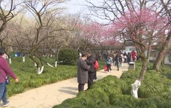 杭州植物園“靈峰探梅”景區，各色梅花開得艷麗