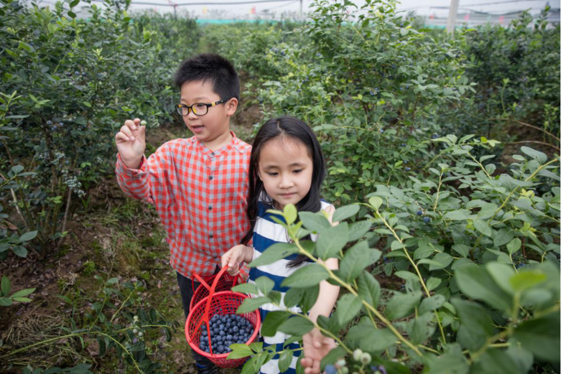 长兴：生态蓝莓成乡村旅游“金名片”(1)185.png