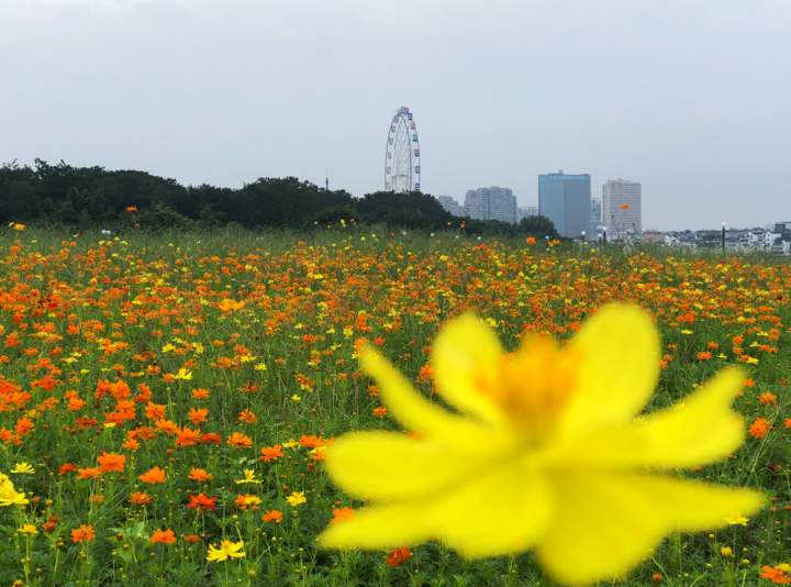 国庆中秋哪里游? 兰溪中洲公园百万硫华菊浪漫盛放等你来赴约!