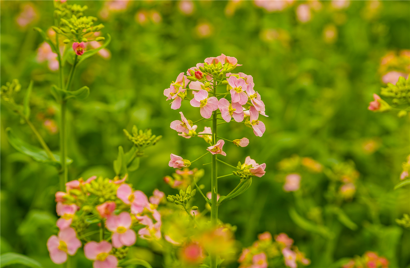 兰溪:彩色油菜花