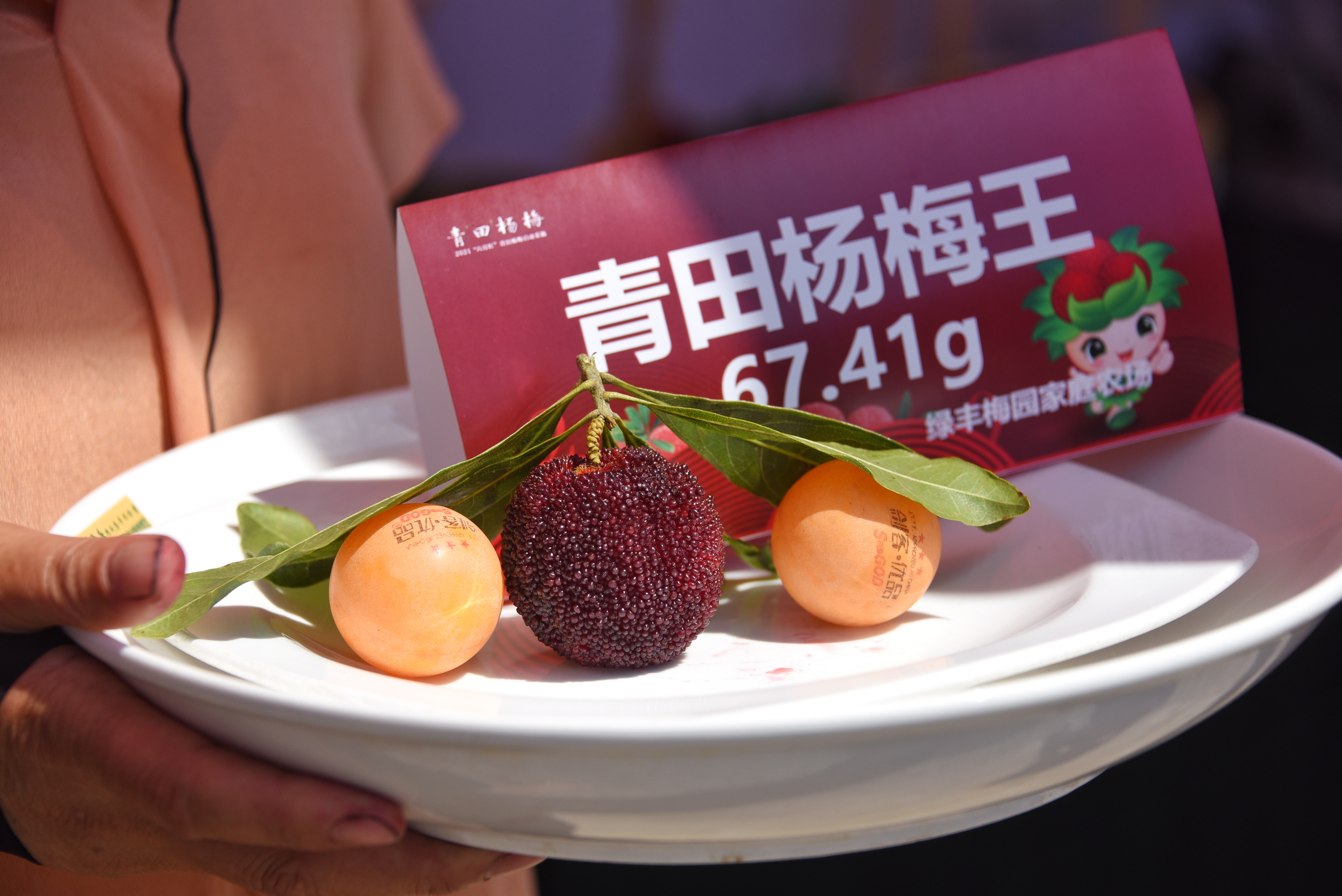 2021"六月红"杨梅启动采摘-青田网