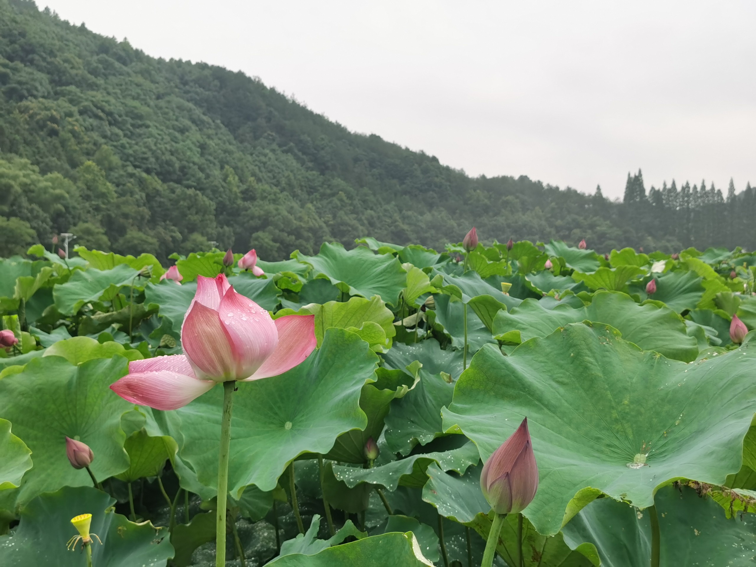 图文直播龙游县横山镇第八届荷花节暨荷塘夜色体验之旅