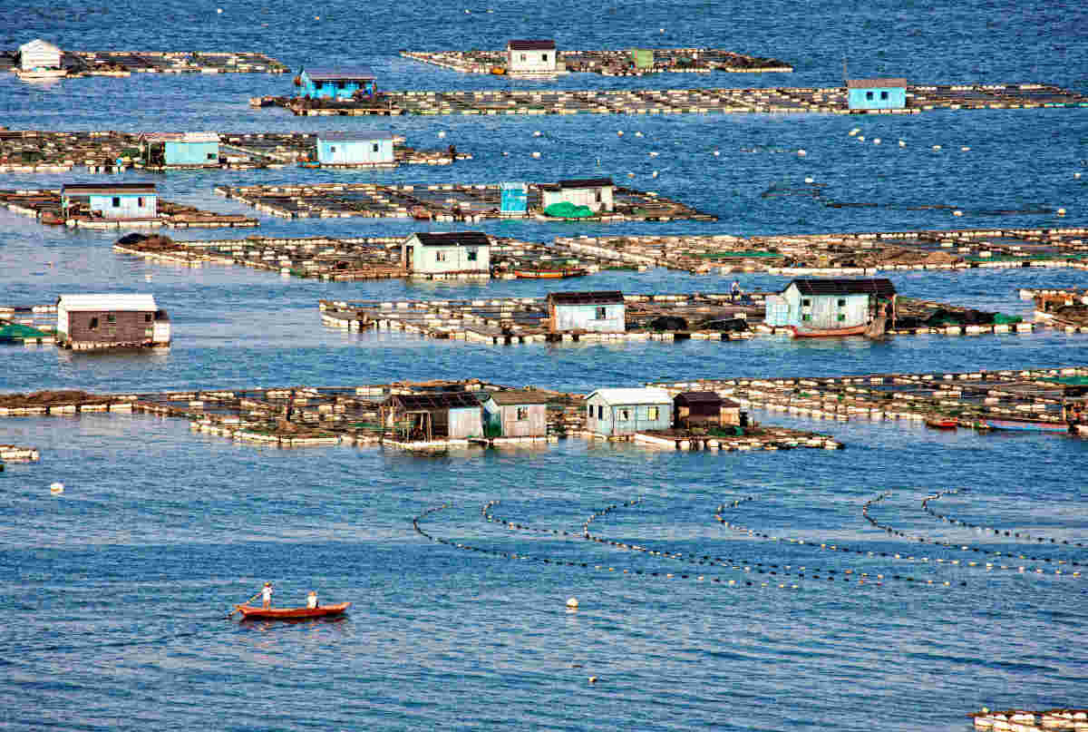 海水网箱养殖(沈颖俊摄).jpg