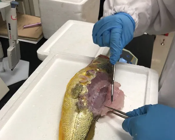 研究人员在解剖大黄鱼,在胃里发现一条还未消化的小鱼 剩下的部分大