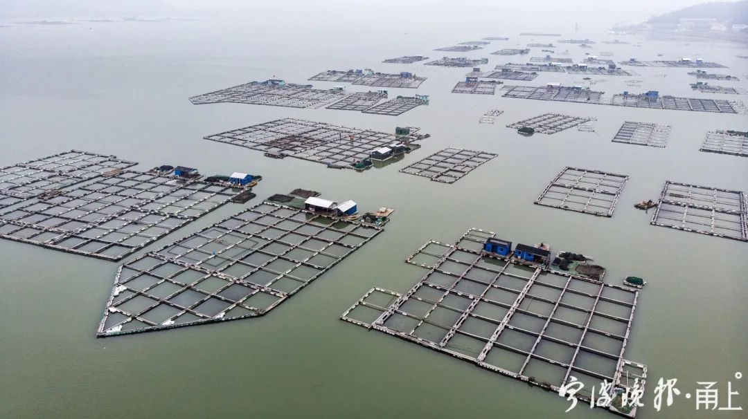 大黄鱼网箱养殖场.