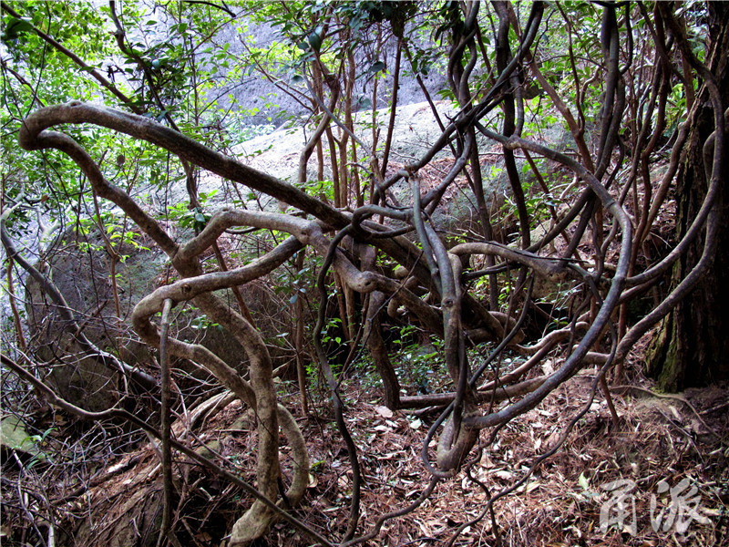 44——虎穴山上随处可见的藤本植物——夹竹桃科的念珠藤,树龄可能