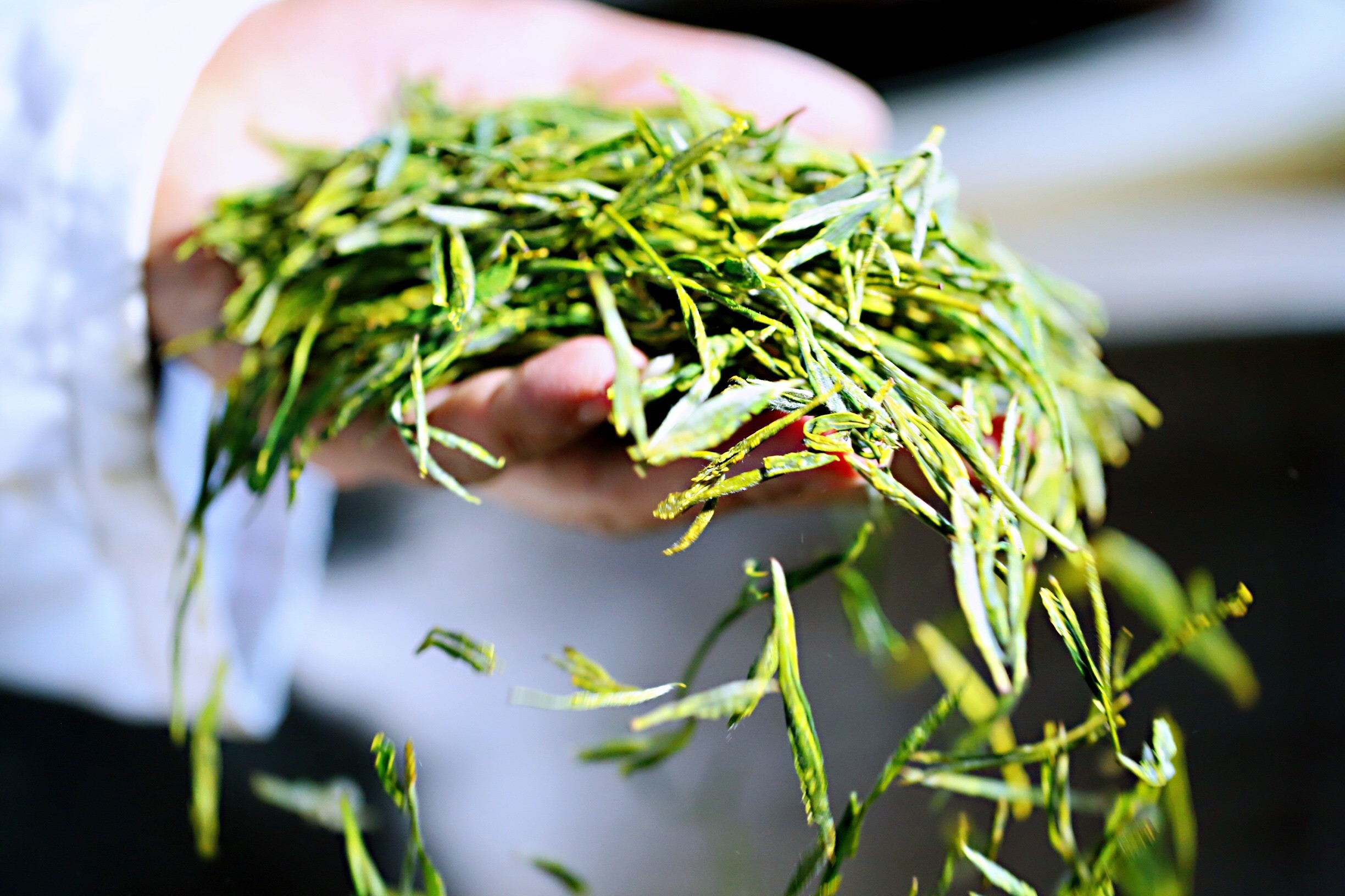 诸暨:3万多亩高山茶全面开摘