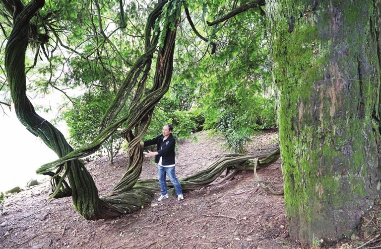 古藤绕古树 相依成风景