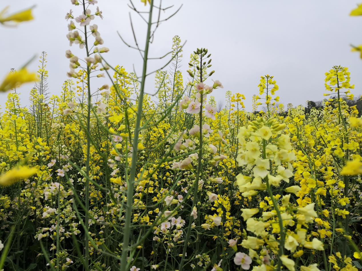 57fd07d6830bf415c7445a8ad0b59d53.png 图片1.png