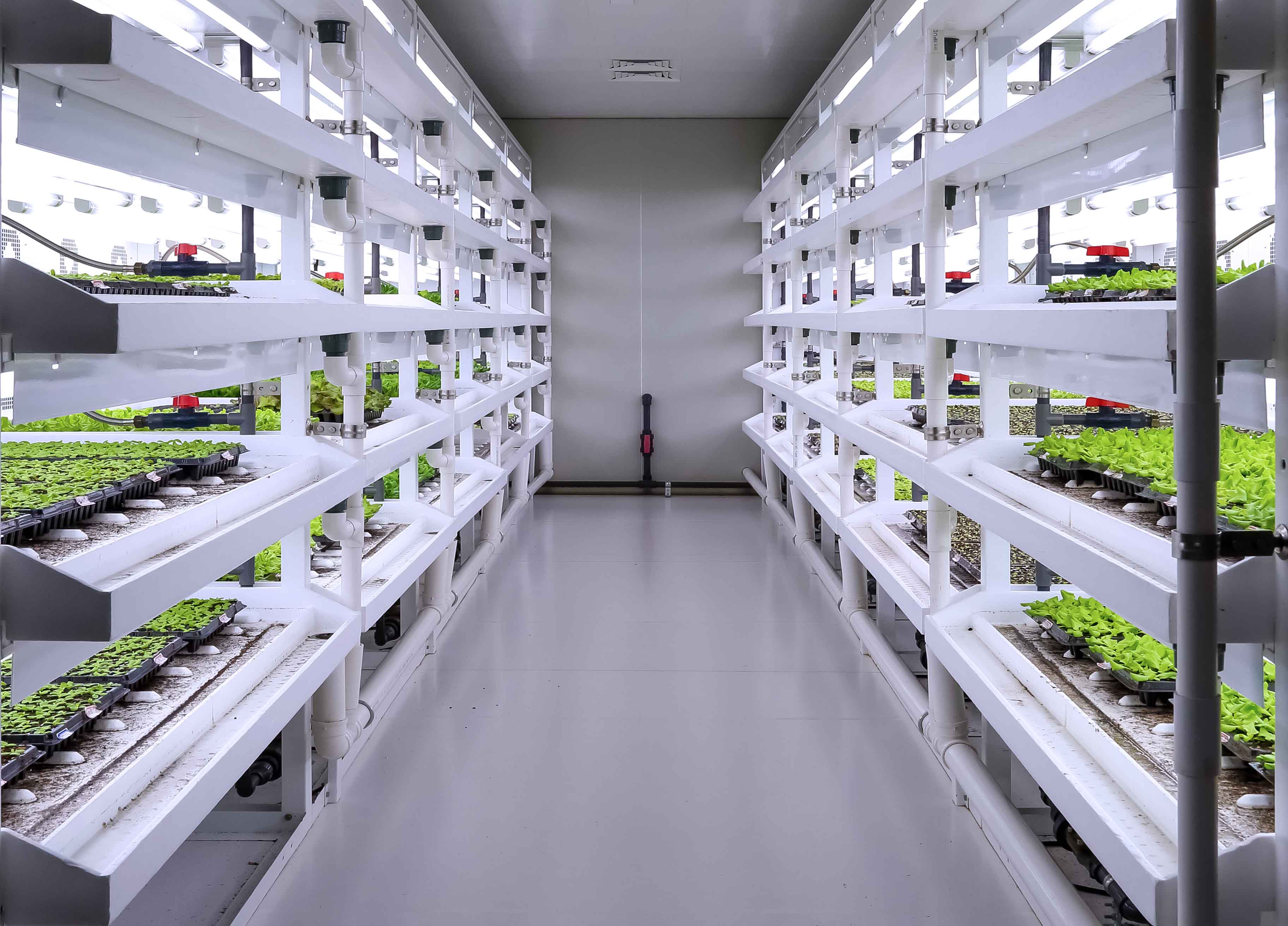 春风江南植物工厂智能育苗室.jpg