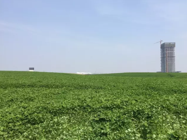 惊艳!萧山这个地方有一片超大的三叶草圣地!_