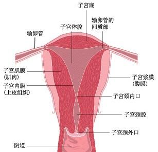 杭州女孩才21岁就不孕 4次人流让子宫粘在一起