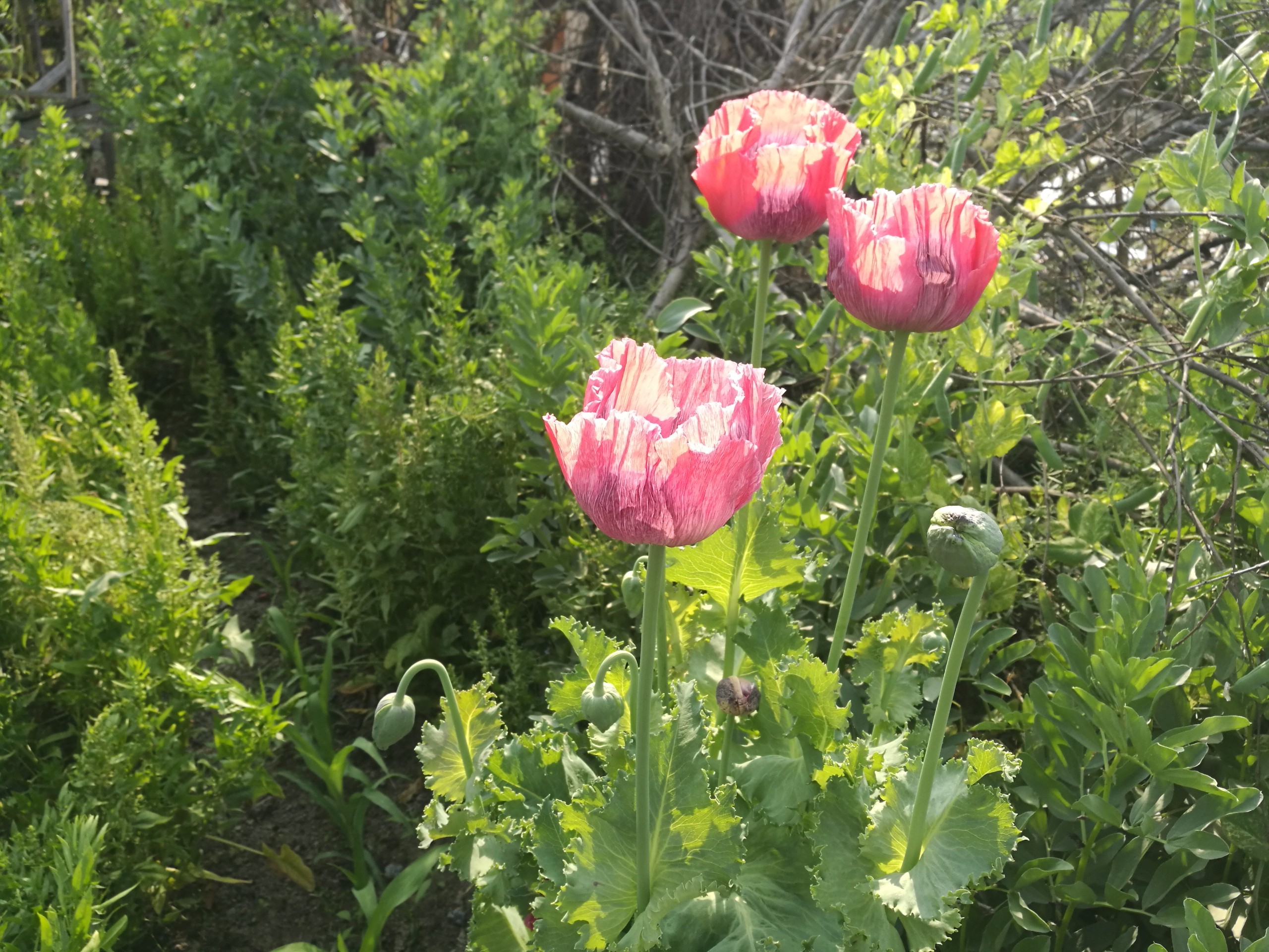 留用地上,老百姓私自开荒的菜地里,发现开花的毒品原生植物(罂粟)3处