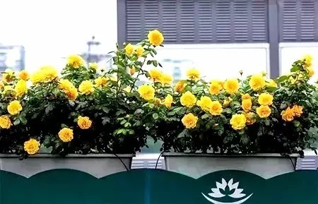 杭州高架桥又被刷屏了!这次竟然不是因为堵车.