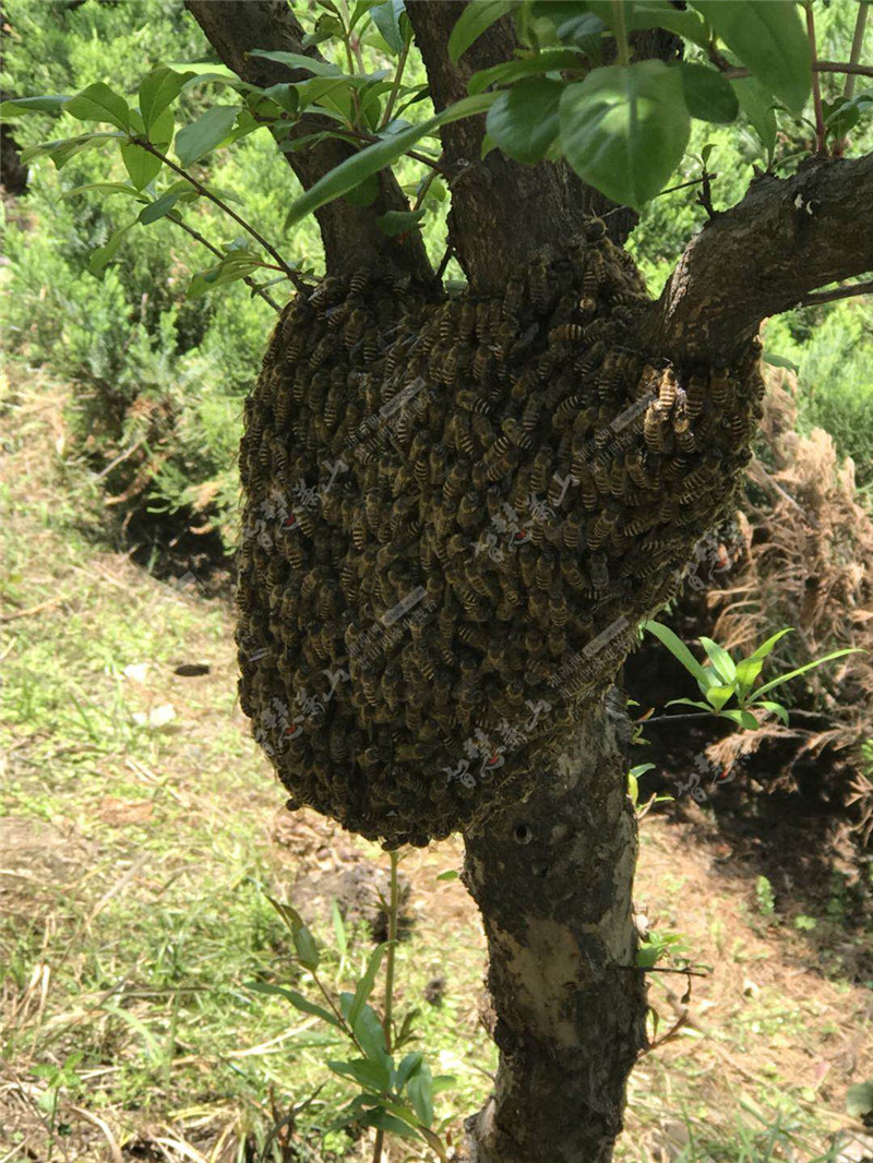 蜜蜂窝【相关词_蜜蜂窝卡通图片】