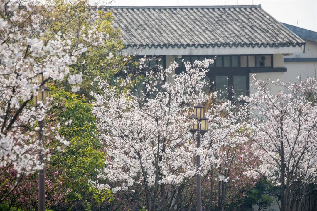 看新闻 > 正文  近日天气转暖,阳光明媚 湘湖金融小镇二期的樱花 一夜
