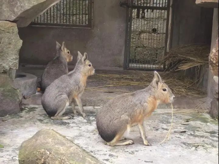 这几位"新居民"来自南美洲,因为耳朵较长,被称作兔豚鼠.