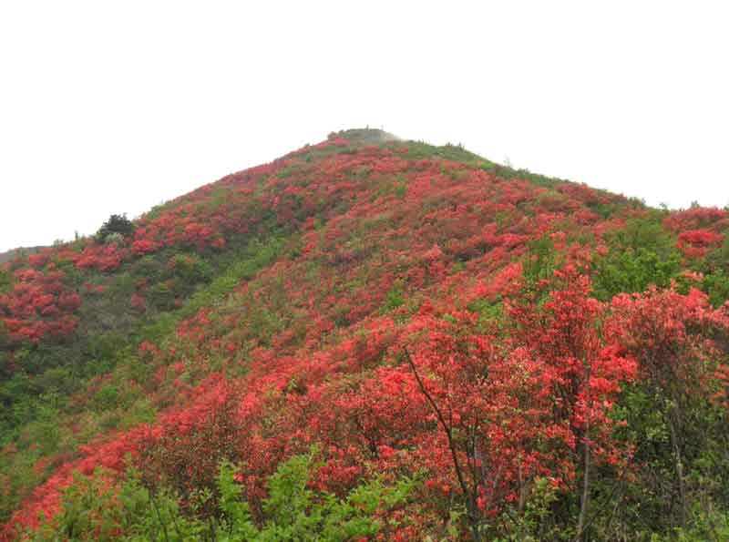 映山红红遍山头柳 烟一线天衢江渔人幽幽老桥画廊古韵繁花闹春一枝