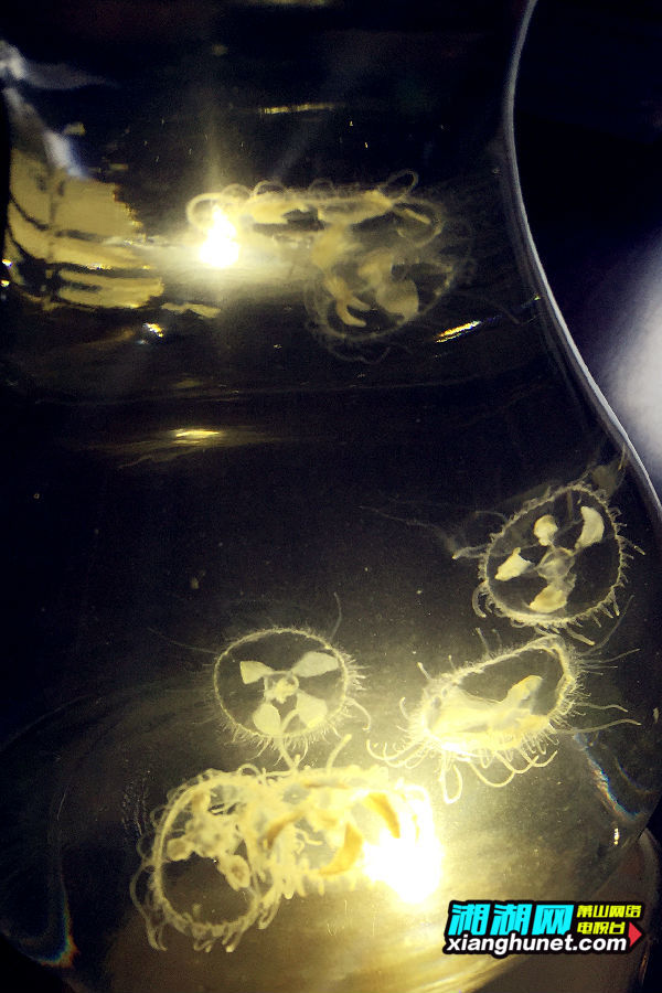 仙女湖畔上董窑池再现水中国宝桃花水母