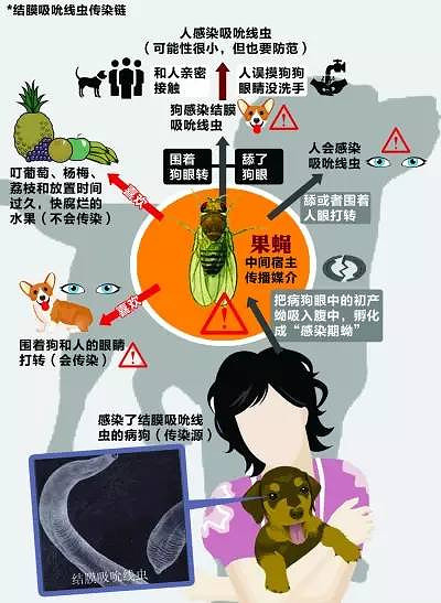 孩子的眼睛里怎么会长虫呢?男孩的爸妈一头雾水.