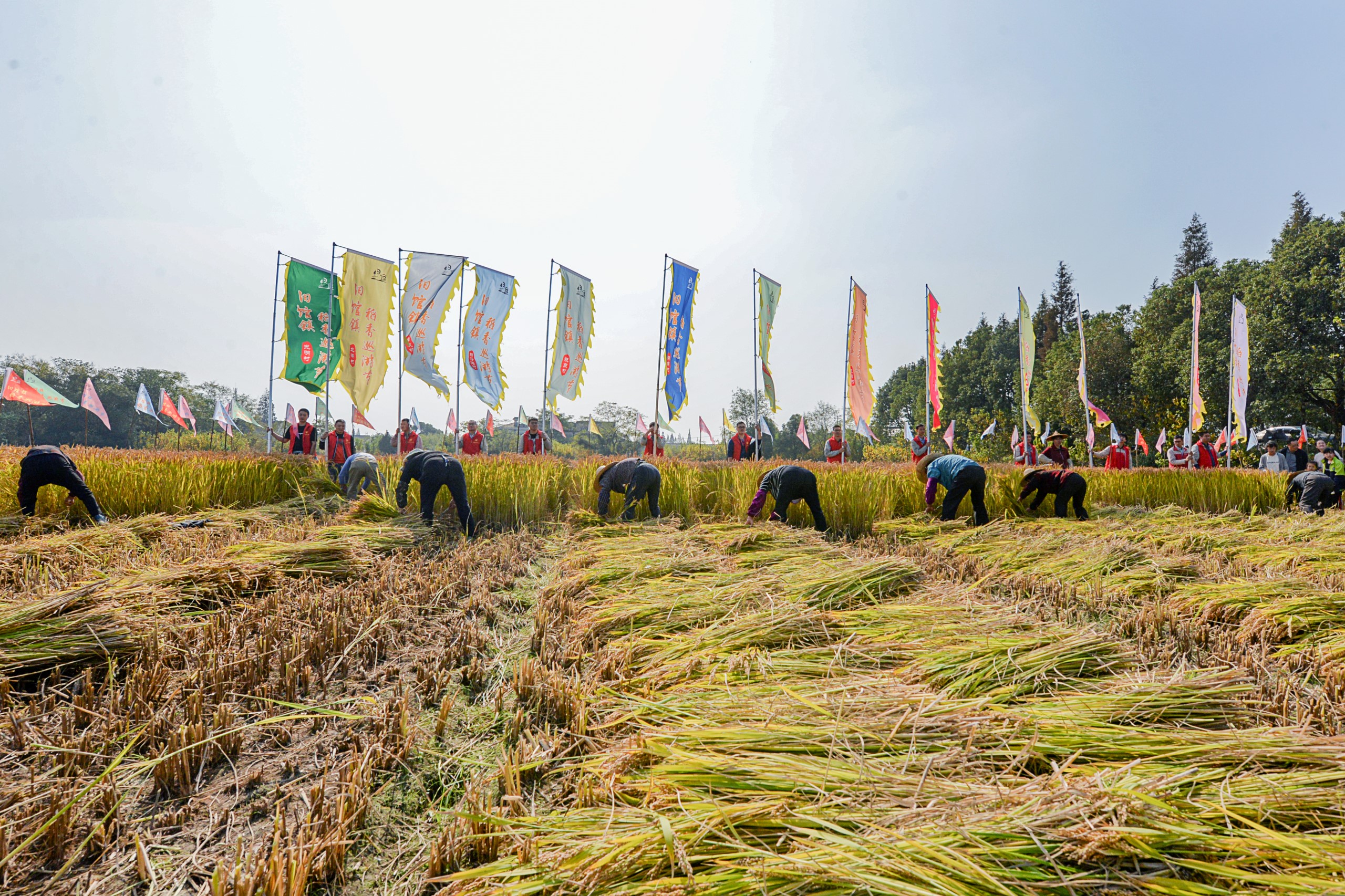 田园忙丰收欢乐稻不完旧馆镇第二届稻香巡游节启幕
