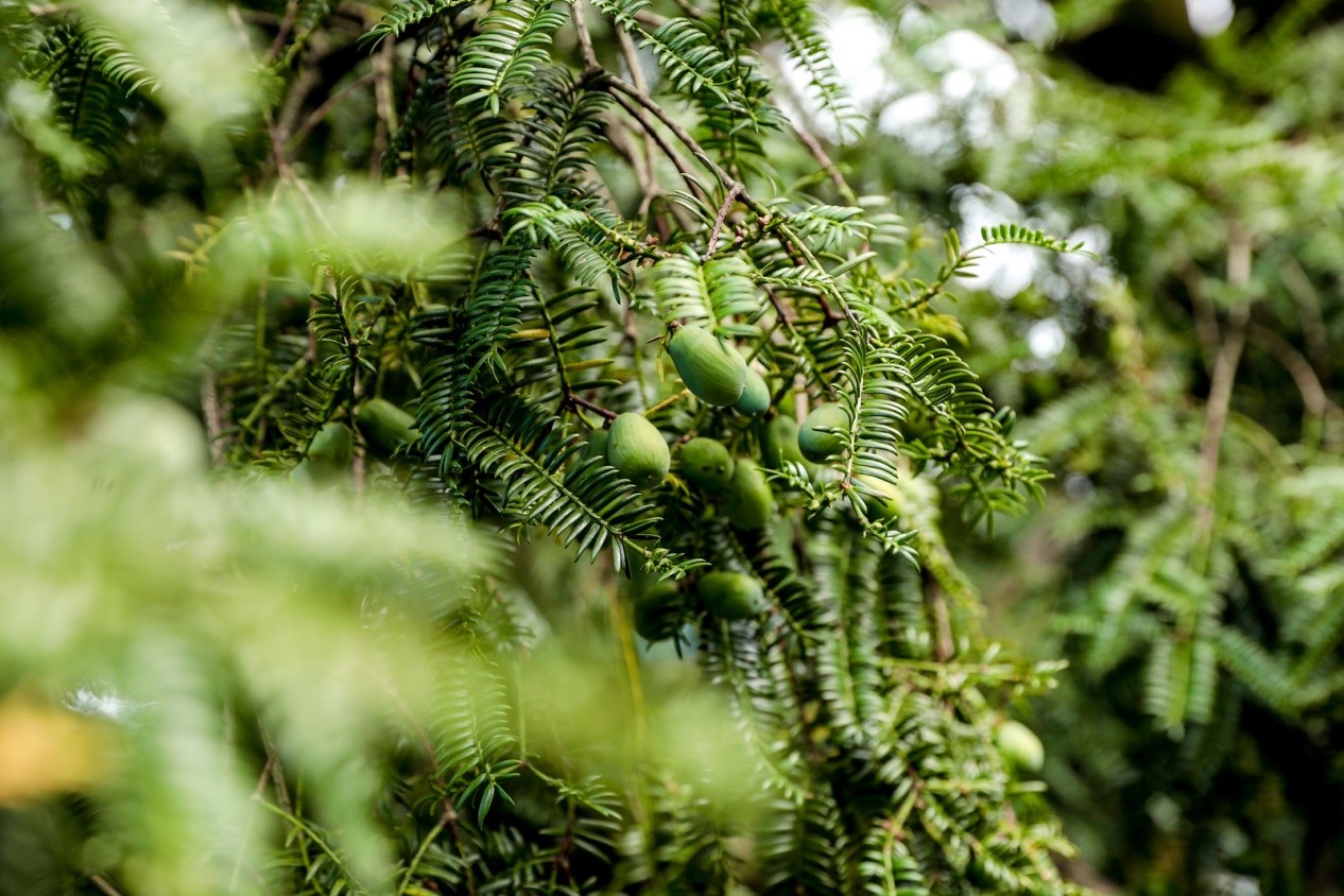 诸暨市赵家镇成立全国首个千年古树香榧保护基金 马云成古树香榧首位