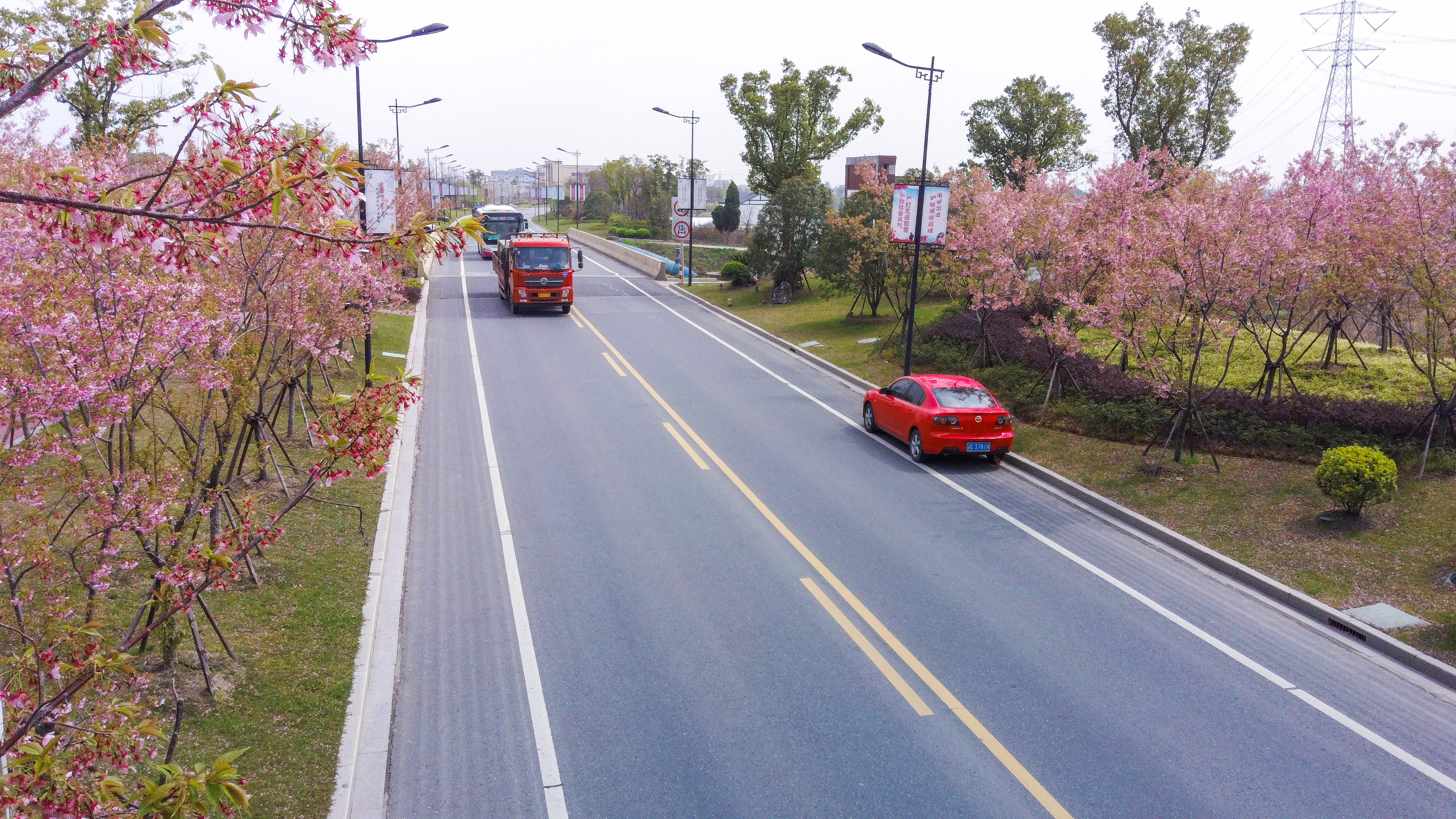 这些天,位于湖州南浔区菱新公路墙莫线路段的樱花大道上,近千株椿寒樱