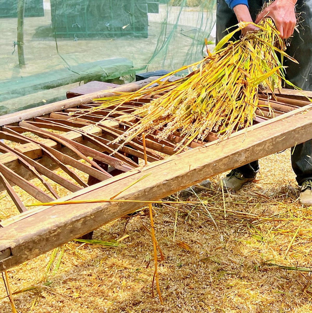 掼,"啪"的一声之后,麦穗上饱满沉重的麦粒会随着惯性冲击而纷纷脱落