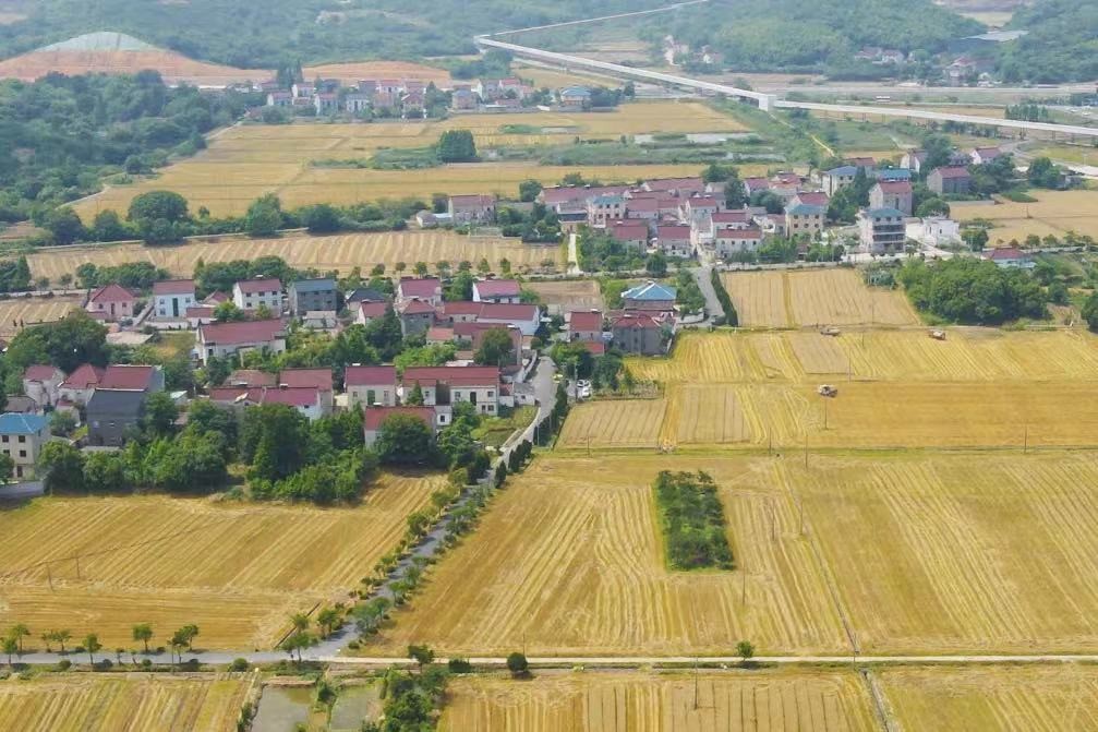 麦浪滚滚新区杨家埠街道小麦迎来收割季