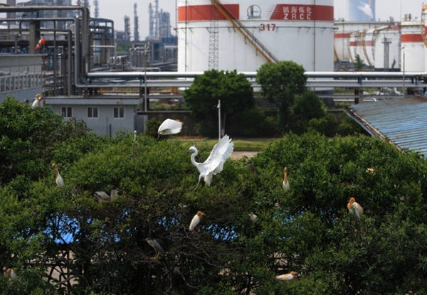 镇海炼化为白鹭搭建全国首个24小时直播间在全球慢直播中看见美丽中国
