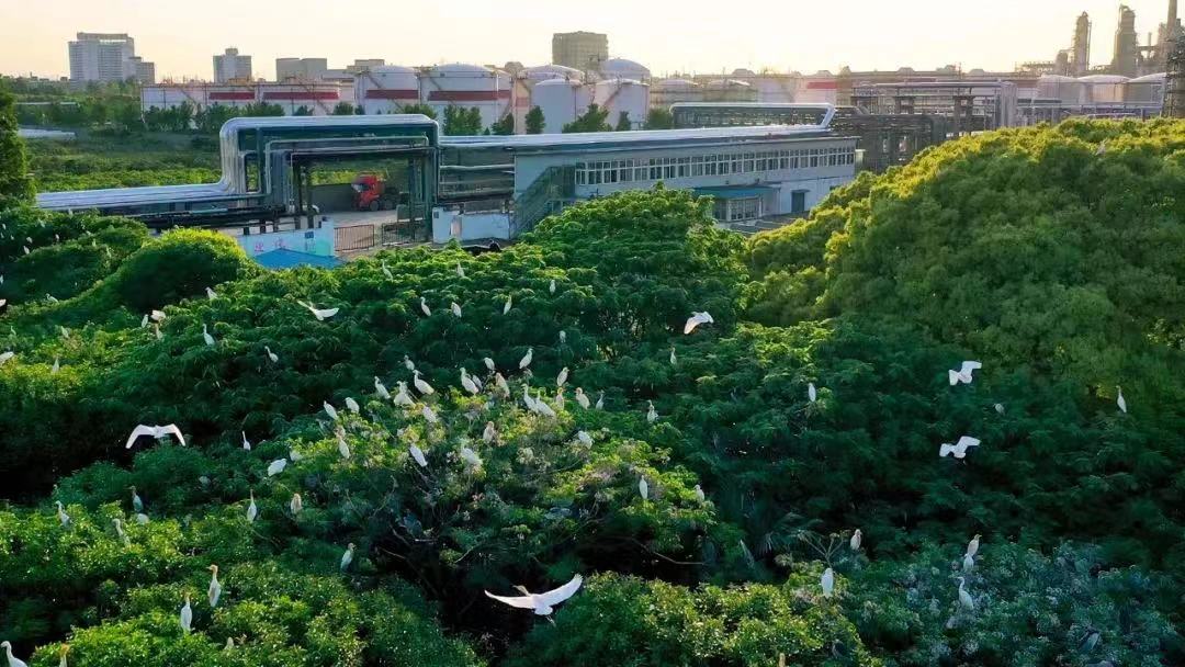 镇海炼化为白鹭搭建全国首个24小时直播间在全球慢直播中看见美丽中国