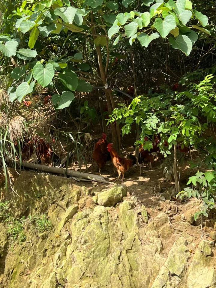 南山区西丽平山村鸡图片