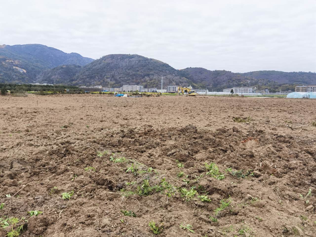 温州瑞安持续发力巩固耕地“非粮化”整治效果