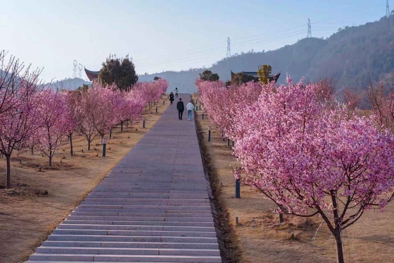 温州花海景区图片