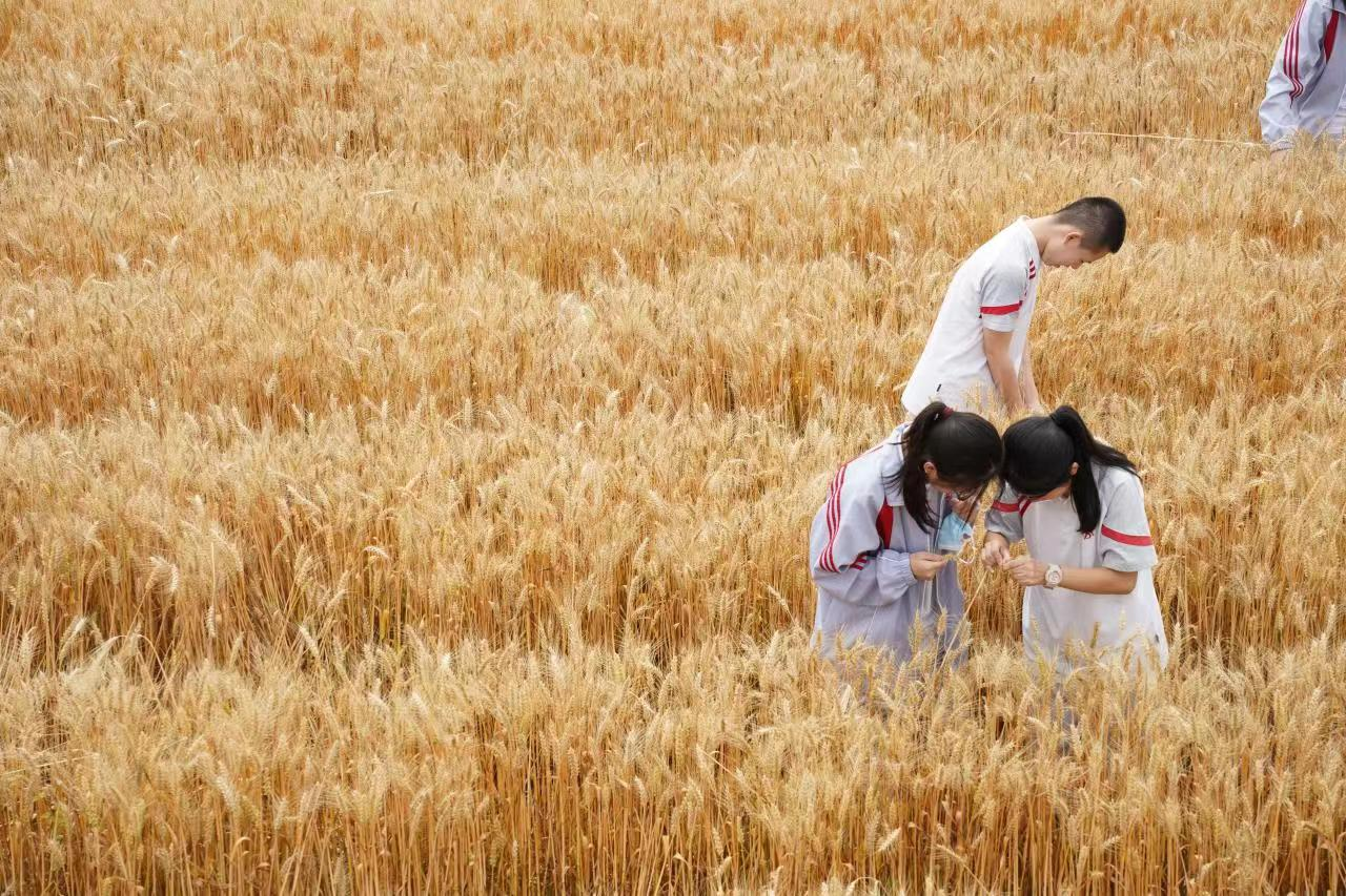麦向未来杭州市丁荷中学初三毕业生开镰割麦迎收获