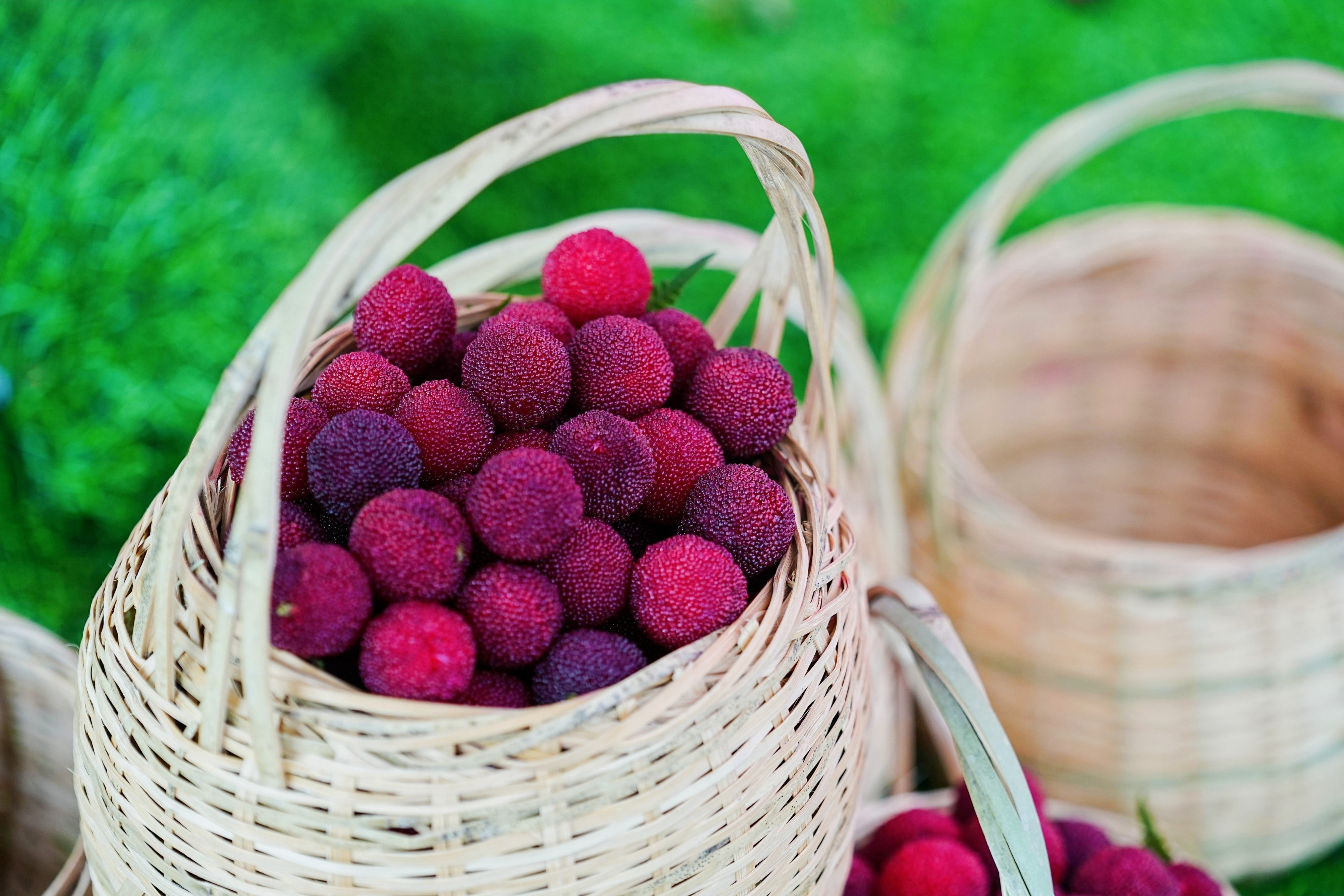 品满山杨梅甜走宽阔共富路享精彩亚运美第25届萧山杜家杨梅节今日开幕