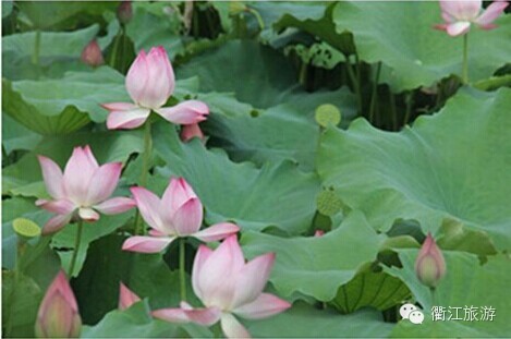 衢江区举办乡村旅游惠民活动暨盛世莲花瓜果亲子采摘节