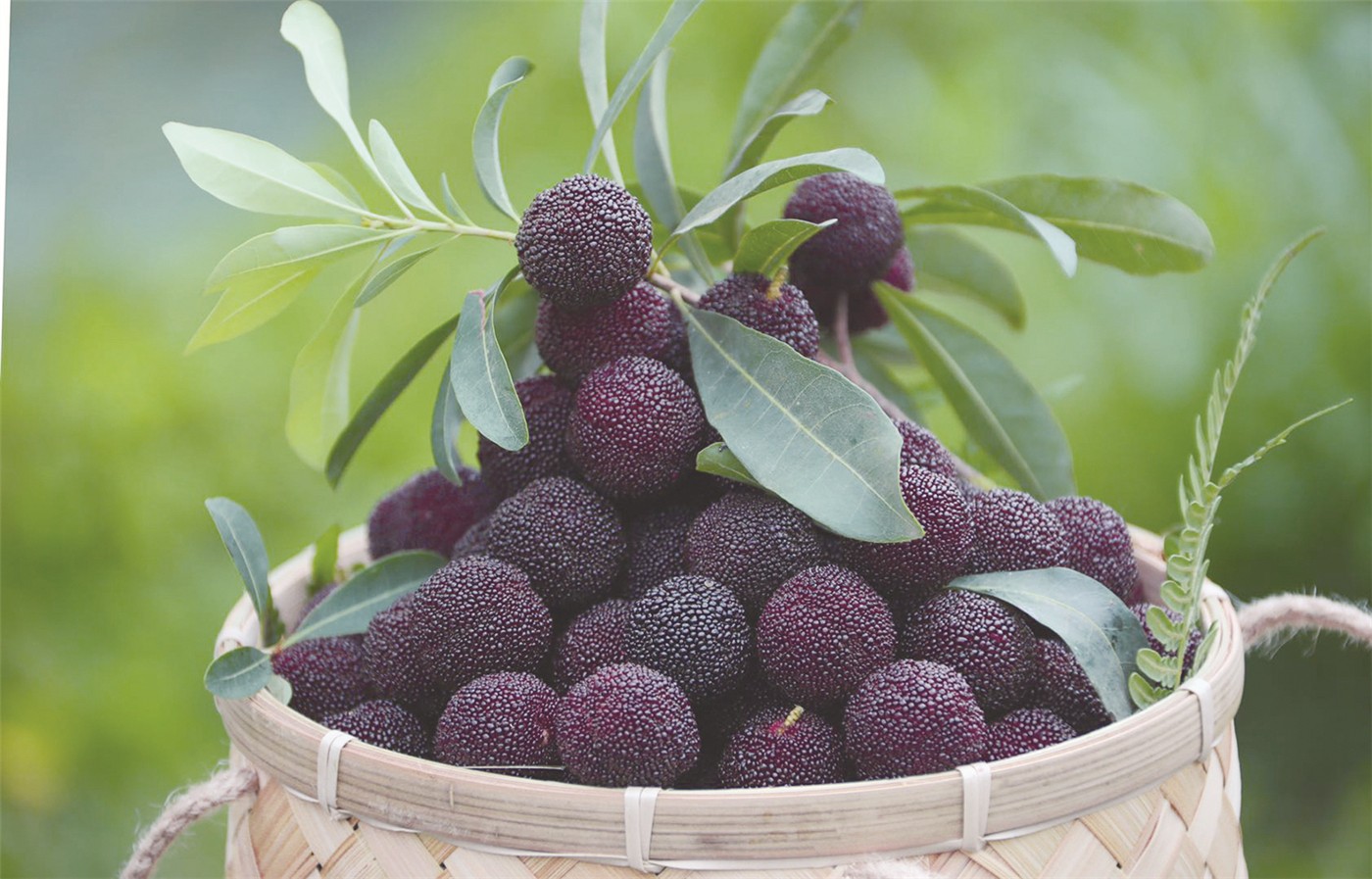 6月5日,2020"兰溪红"杨梅品牌发布暨开摘仪式将在兰溪市马涧镇马坞村