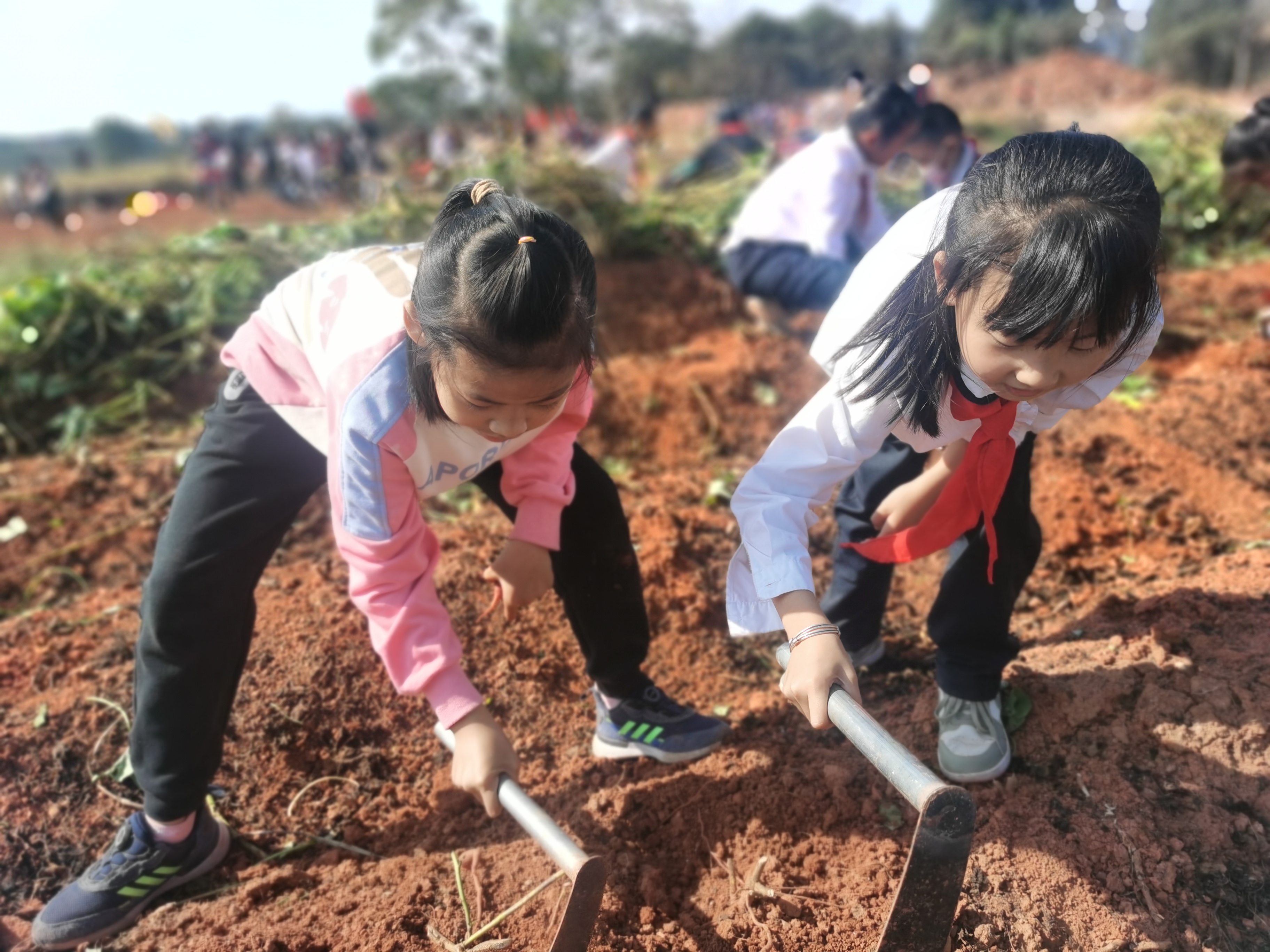 兰溪兰花小学图片