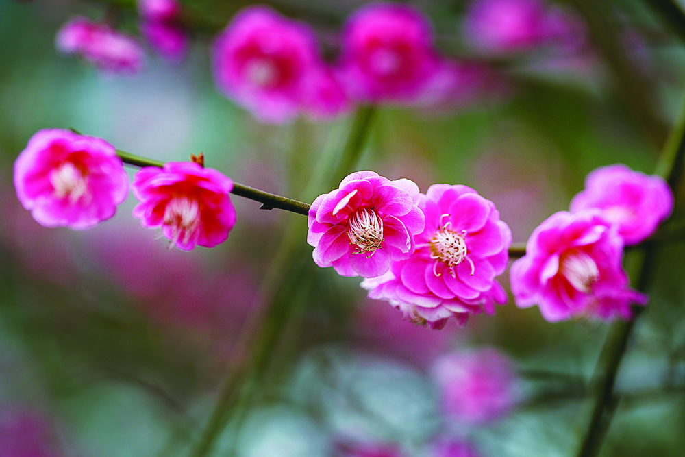 傲梅吐艳 凌寒飘香