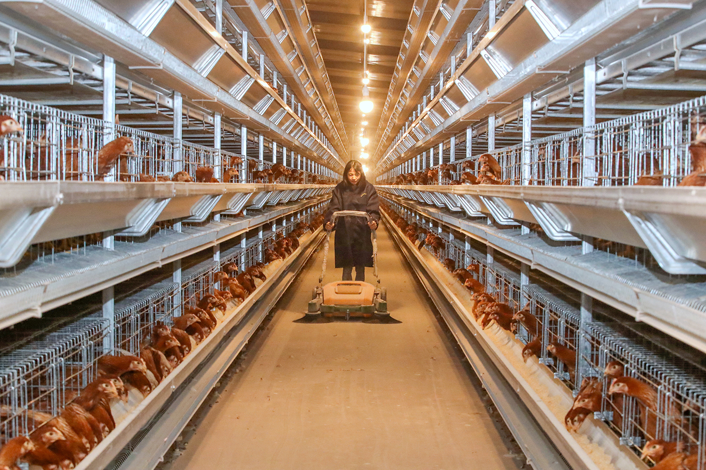 智能鸡场助农增收