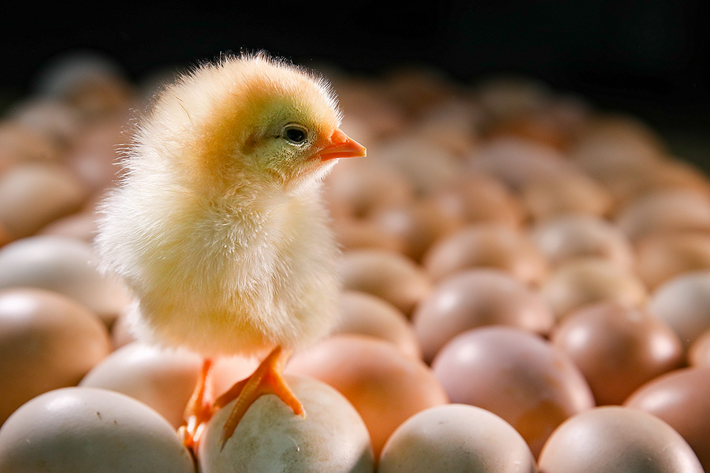 毛茸茸的雏鸡破壳而出,呆萌可爱.△ 雏鸡出壳.记者王萍/摄