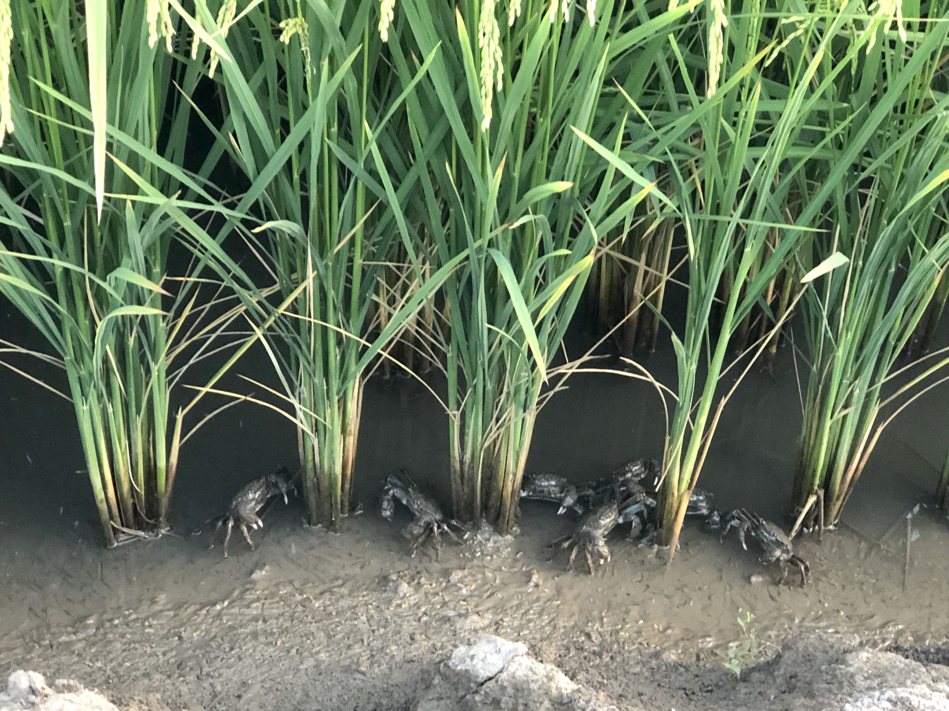 稻蟹共生效益好 农业开启新模式