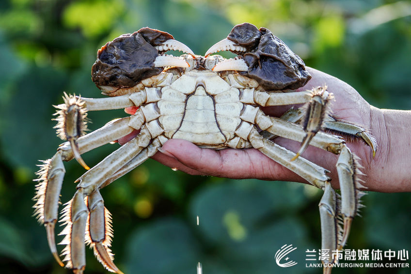 9月25日,在兰溪市赤溪街道柳塘村的兰江蟹养殖基地,工人们忙着在池塘